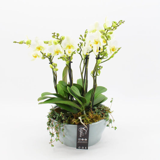 Orchid Phalaenopsis Delux White Arrangement 22cm Pot House Plant Accessories