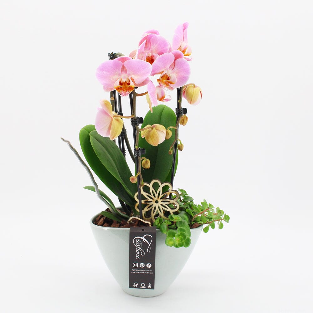 Orchid Phalaenopsis Pink Arrangement Oval 19cm Pot House Plant Accessories