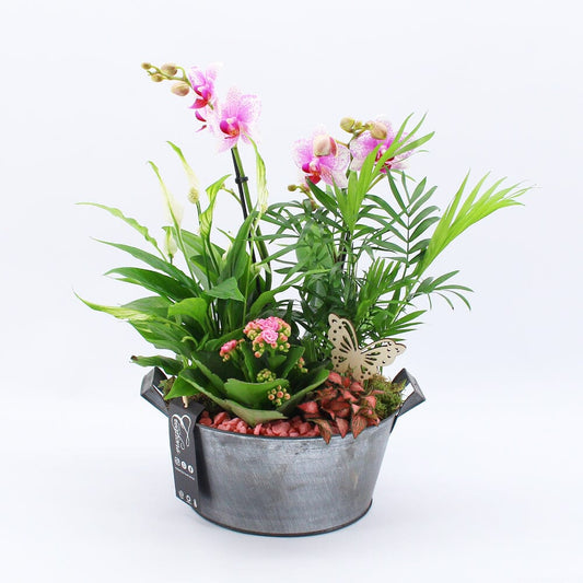 Orchid Phalaenopsis Pink Galvanised Arrangement 23cm House Plant Accessories