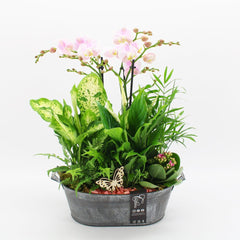 Orchid Phalaenopsis Pink Galvanised Arrangement 32cm House Plant Accessories
