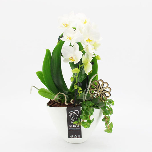 Orchid Phalaenopsis White Arrangement Oval 19cm Pot House Plant Accessories
