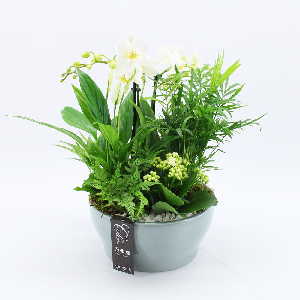 Orchid Phalaenopsis White Mix Arrangement 22cm Pot House Plant Accessories