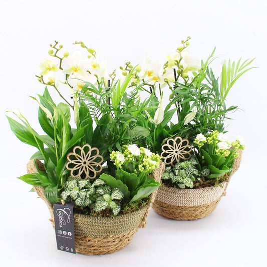 Orchid Phalaenopsis White Mix Basket Arrangement 21cm House Plant Accessories