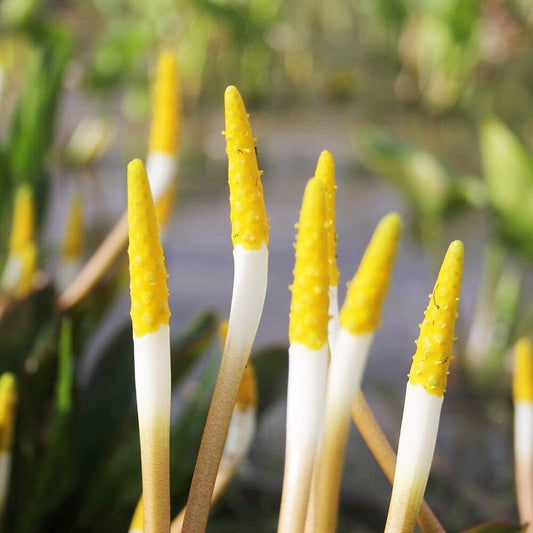 Orontium Aquaticum Aquatic Pond Plant - Golden Club Aquatic Plants