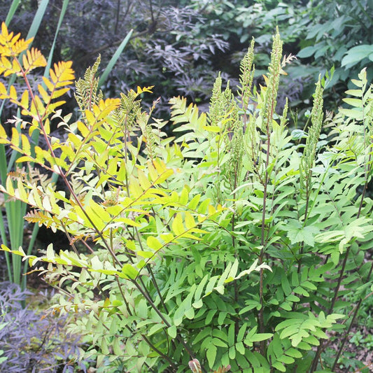 Osmunda Regalis Aquatic Pond Plant - Royal Fern Aquatic Plants