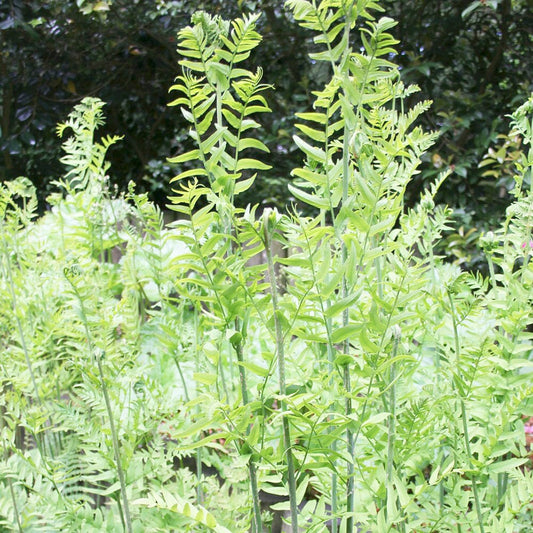 Osmunda Regalis Aquatic Pond Plant - Royal Fern Aquatic Plants