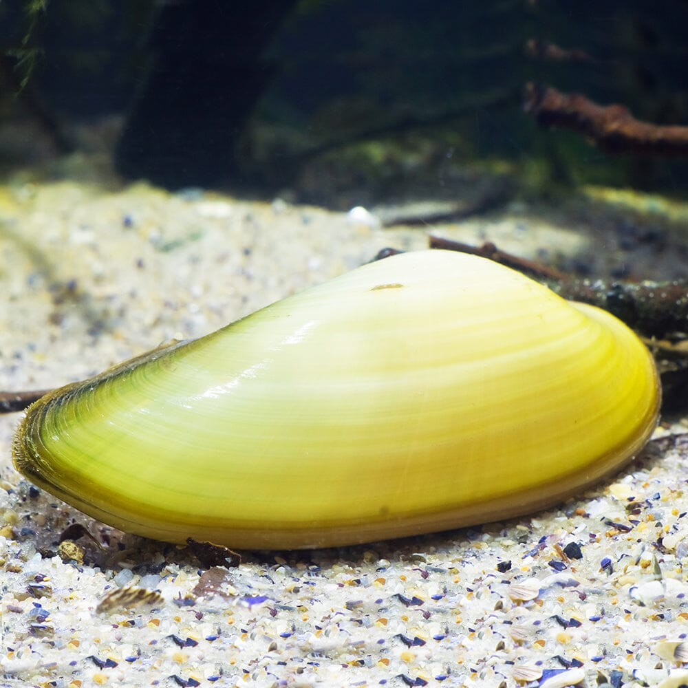 Painter Mussels Aquatic Pond Molluscs Aquatic Plants