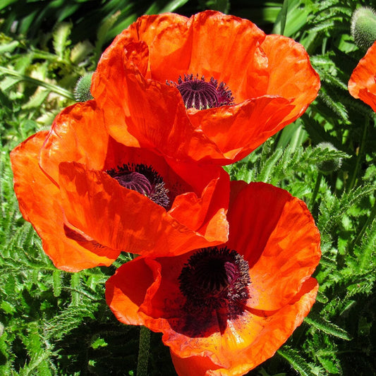 PAPAVER oriental Harvest Moon 2 Litre Perennials