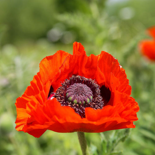 PAPAVER orientale Beauty of Livermore 9cm Pot Perennials