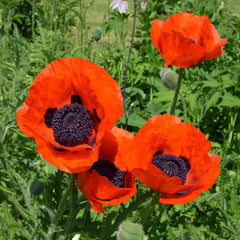 PAPAVER orientale Nana Allegro 2 Litre Perennials