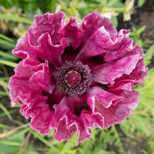 PAPAVER orientale Pattys Plum 2 Litre Perennials