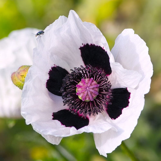 PAPAVER orientale Royal Wedding 2 Litre Perennials