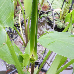 Peltandra Undulata Aquatic Pond Plant - Wavy Arrow Arum Aquatic Plants