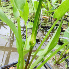 Peltandra Undulata Aquatic Pond Plant - Wavy Arrow Arum Aquatic Plants