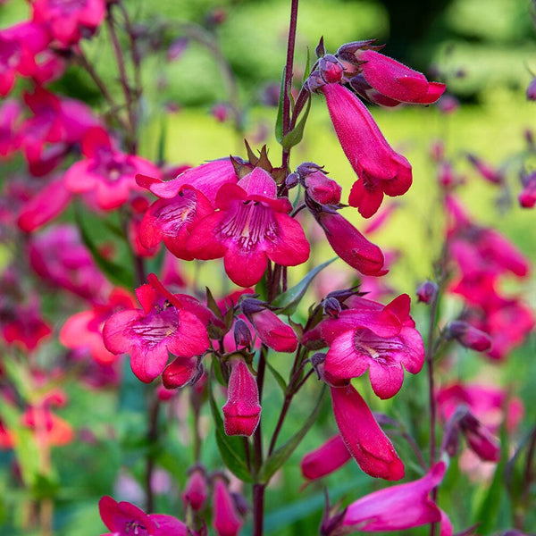 PENSTEMON Firebird Perennial Plant – Plants For All Seasons