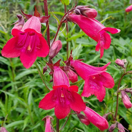 PENSTEMON Garnet 9cm Pot Perennials