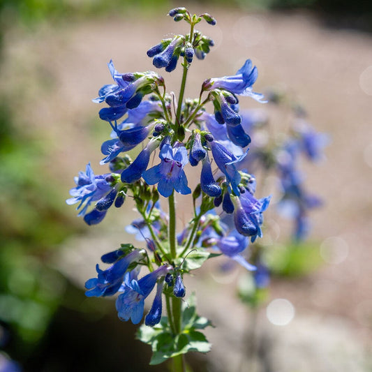 PENSTEMON heavenly Blue 9cm Pot Perennials