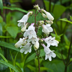 PENSTEMON Snow Storm 9cm Pot Perennials