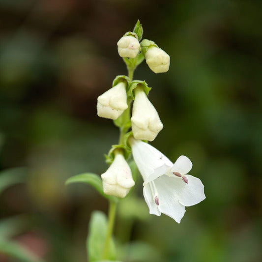 PENSTEMON White Bedder 9cm Pot Perennials