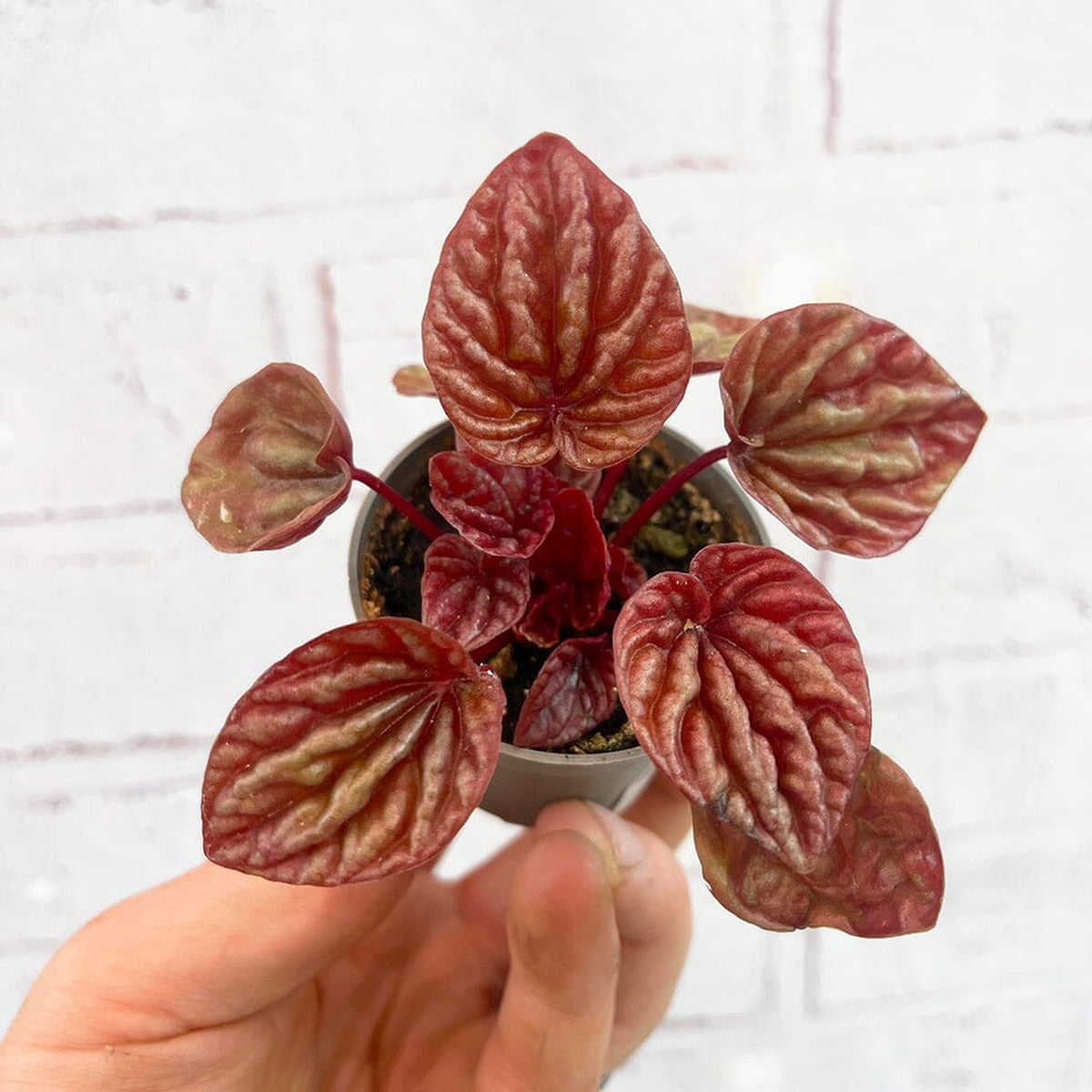 Peperomia Caperata Cuito House Plant 6cm Pot House Plant