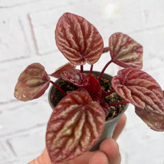 Peperomia Caperata Cuito House Plant 6cm Pot House Plant