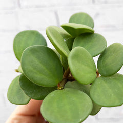 Peperomia Hope Radiator House Plant 6cm Pot House Plant