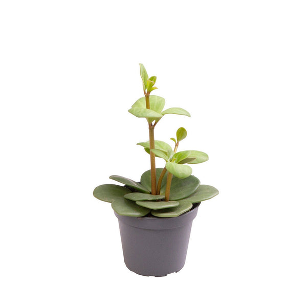 Peperomia Hope Radiator House Plant 6cm Pot – Plants For All Seasons