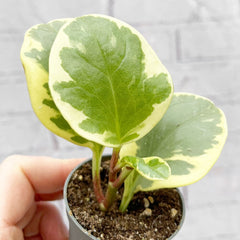 Peperomia Obtusifolia USA Radiator House Plant 6cm Pot House Plant