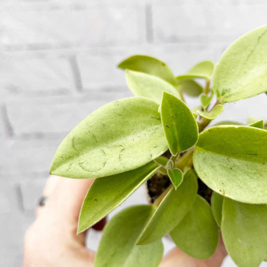 Peperomia Pixie Variegated Radiator Plant 5.5cm Pot House Plant House Plant