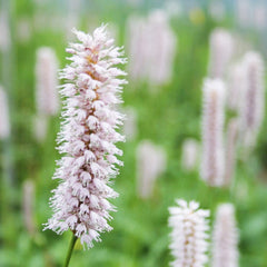 Persicaria Amphibia Aquatic Pond Plant - Amphibious Knotweed Aquatic Plants