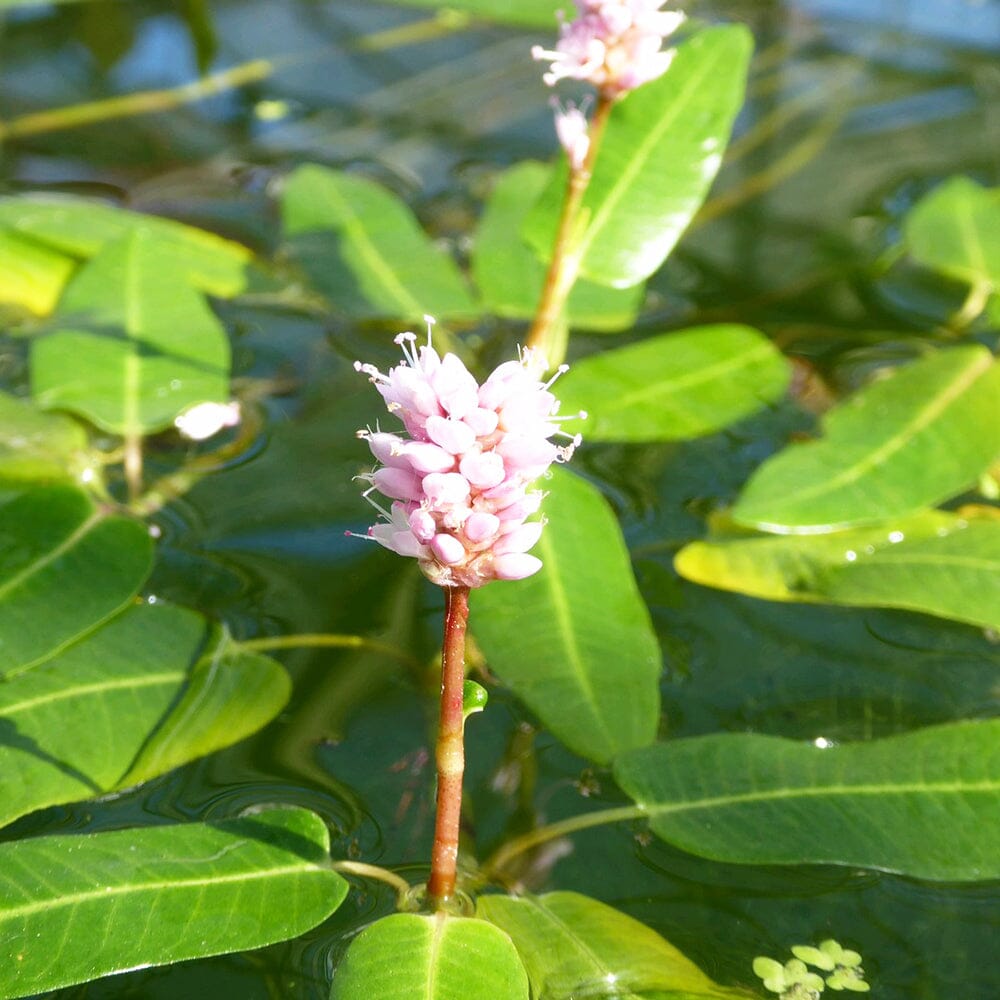 Persicaria Amphibia Aquatic Pond Plant - Amphibious Knotweed Aquatic Plants