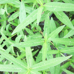 Persicaria Amphibia Aquatic Pond Plant - Amphibious Knotweed Aquatic Plants