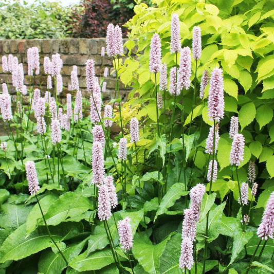 Persicaria Bistorta Aquatic Pond Plant - Bistort Aquatic Plants