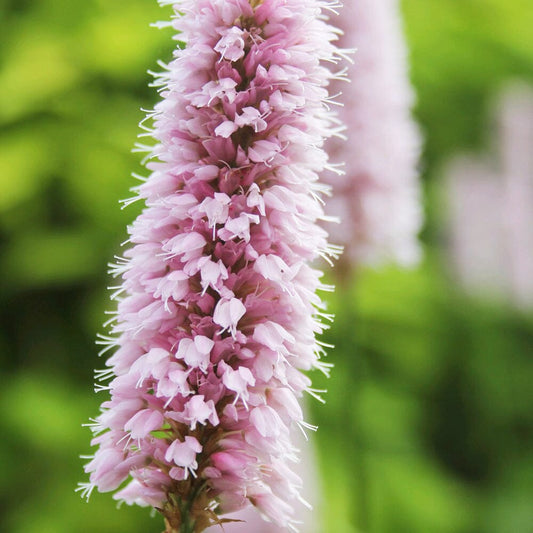 Persicaria Bistorta Aquatic Pond Plant - Bistort Aquatic Plants