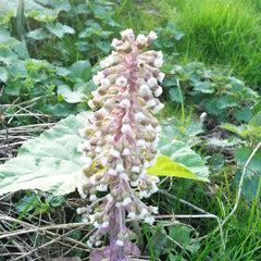 Petasites Hybridus Aquatic Pond Plant - Butterbur Aquatic Plants