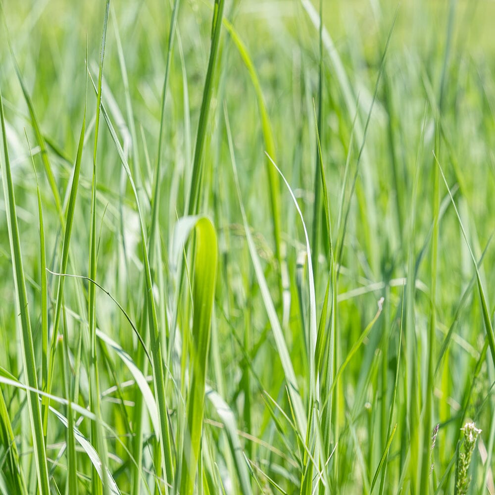 Phalaris Arundinacea Aquatic Pond Plant - Reed Canary Grass Aquatic Plants