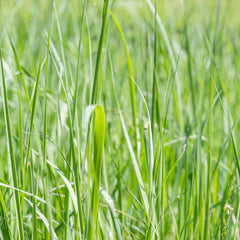 Phalaris Arundinacea Aquatic Pond Plant - Reed Canary Grass Aquatic Plants