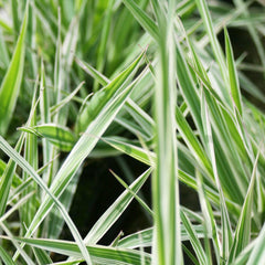 Phalaris Arundinacea Var Picta Aquatic Pond Plant - Ribbon Grass Aquatic Plants