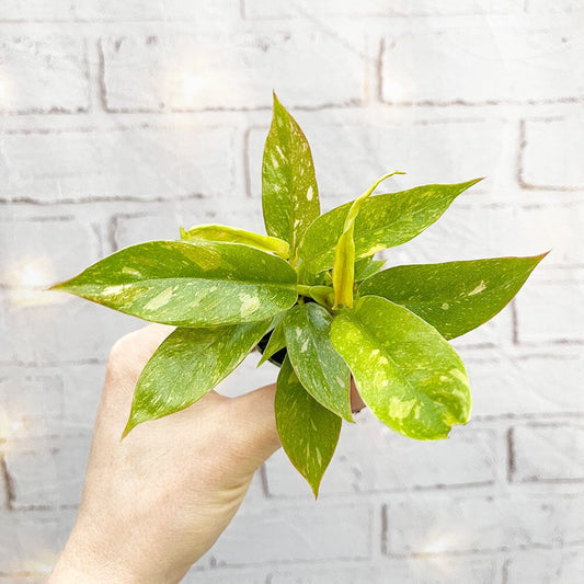 Philodendron Ring of Fire House Plant 6cm Pot House Plant