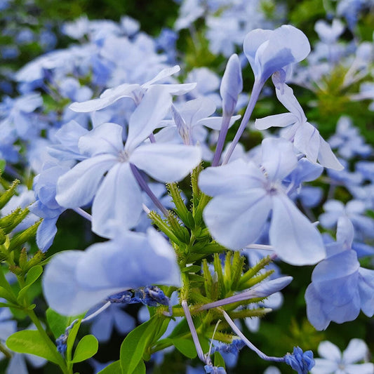 PHLOX divaricata Blue Moon 2 Litre Perennials