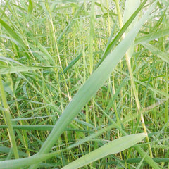 Phragmites Australis Aquatic Pond Plant - Common Reed Aquatic Plants