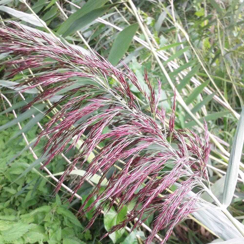 Phragmites Australis Aquatic Pond Plant - Common Reed Aquatic Plants