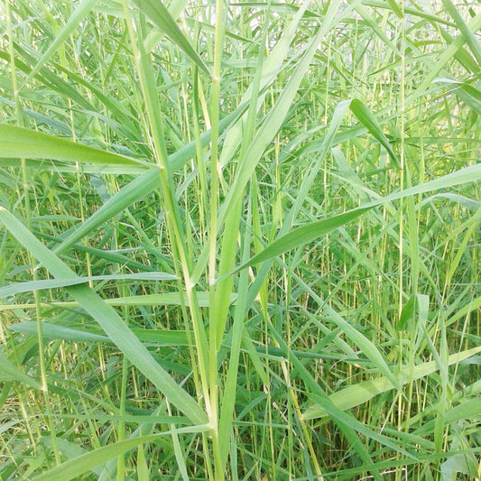 Phragmites Australis Aquatic Pond Plant - Common Reed Aquatic Plants