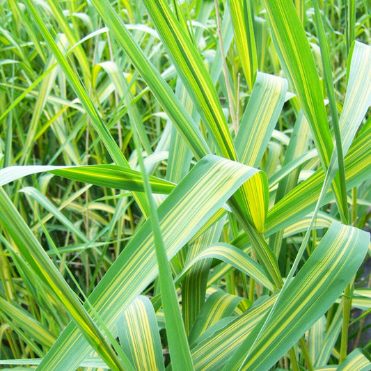 Phragmites Australis Variegatus Aquatic Pond Plant - Variegated Common Reed Aquatic Plants