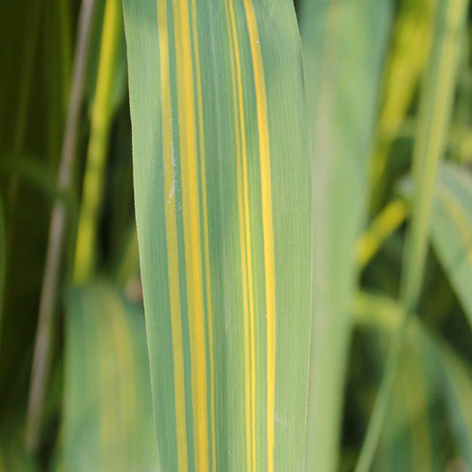 Phragmites Karka Variegata Aquatic Pond Plant Aquatic Plants