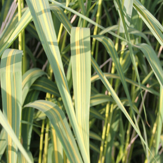 Phragmites Karka Variegata Aquatic Pond Plant Aquatic Plants