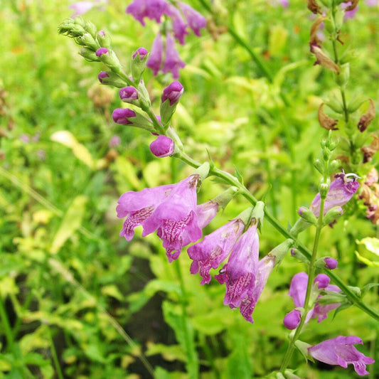 Physostegia Virginiana Aquatic Pond Plant - Obedient Plant Aquatic Plants