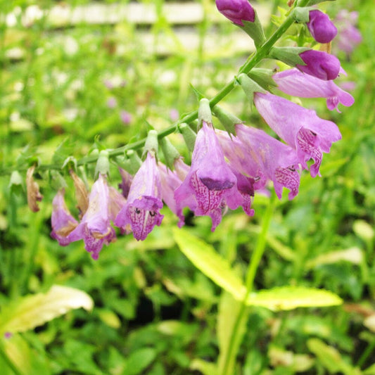 Physostegia Virginiana Aquatic Pond Plant - Obedient Plant Aquatic Plants