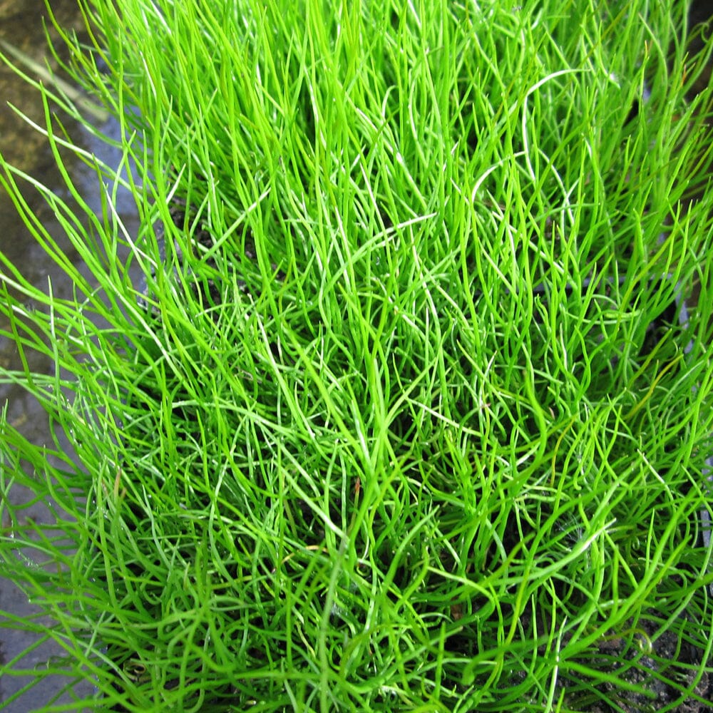 Pilularia Globulifera Aquatic Pond Plant - Pillwort Aquatic Plants