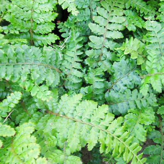 Polystichum Polyblepharum Aquatic Pond Plant - Japanese Tassel Fern Aquatic Plants